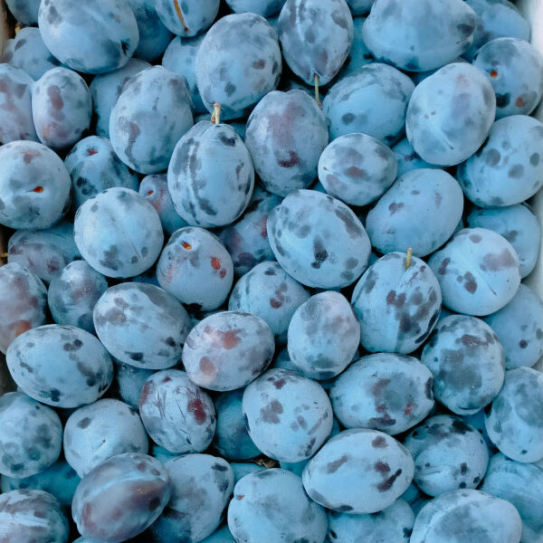 MangiaBin Elemento2 17